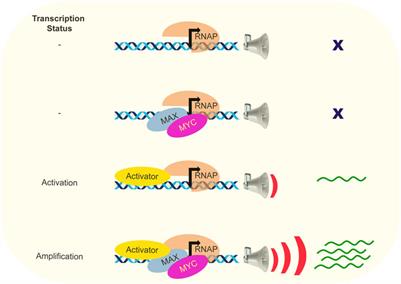 MYC function and regulation in physiological perspective